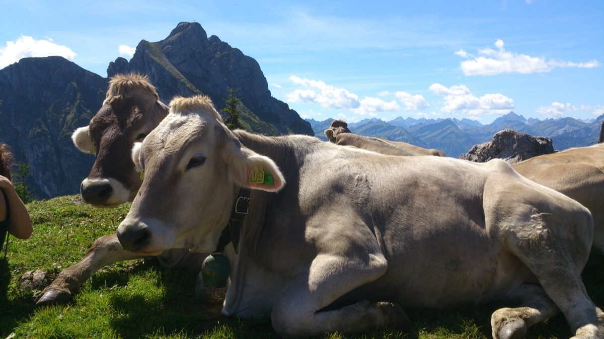 Campingplatz Haus Guggemos – Bauernhoftiere Tiere auf dem Bio-Bauernhof des Campingplatzes Haus Guggemos