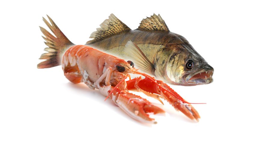 Fischerhütte Hopfen – Fisch und Meeresfrüchte Frischer Fisch und Meeresfrüchte als Spezialität der Fischerhütte Hopfen