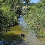 Hunde am Hopfensee
